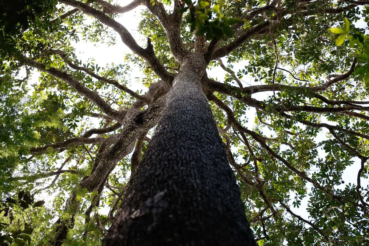 mudancas-climaticas-ameacam-patrimonio-biocultural-da-amazonia-–-climainfo