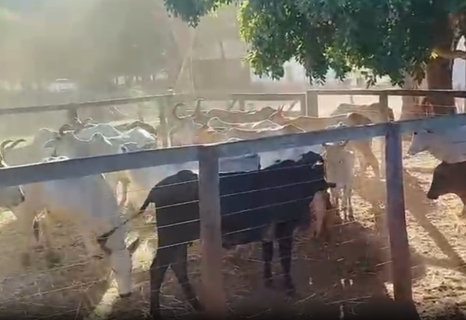 rebanho-de-gado-furtado-de-chacara-no-to-e-recuperado-pela-policia-|-g1