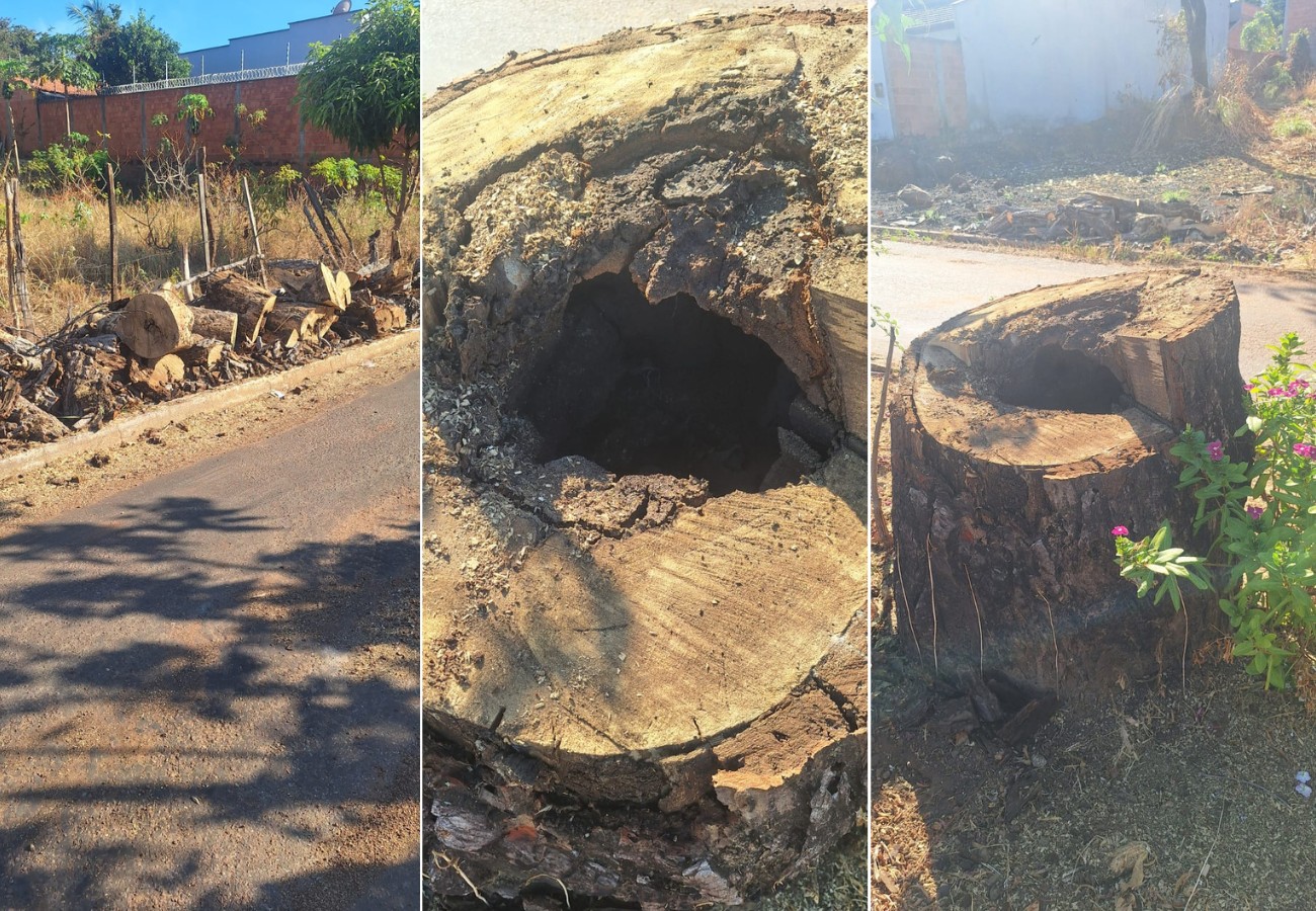 pe-de-caja-preservado-no-meio-de-avenida-no-to-morre;-veja-imagens-|-g1