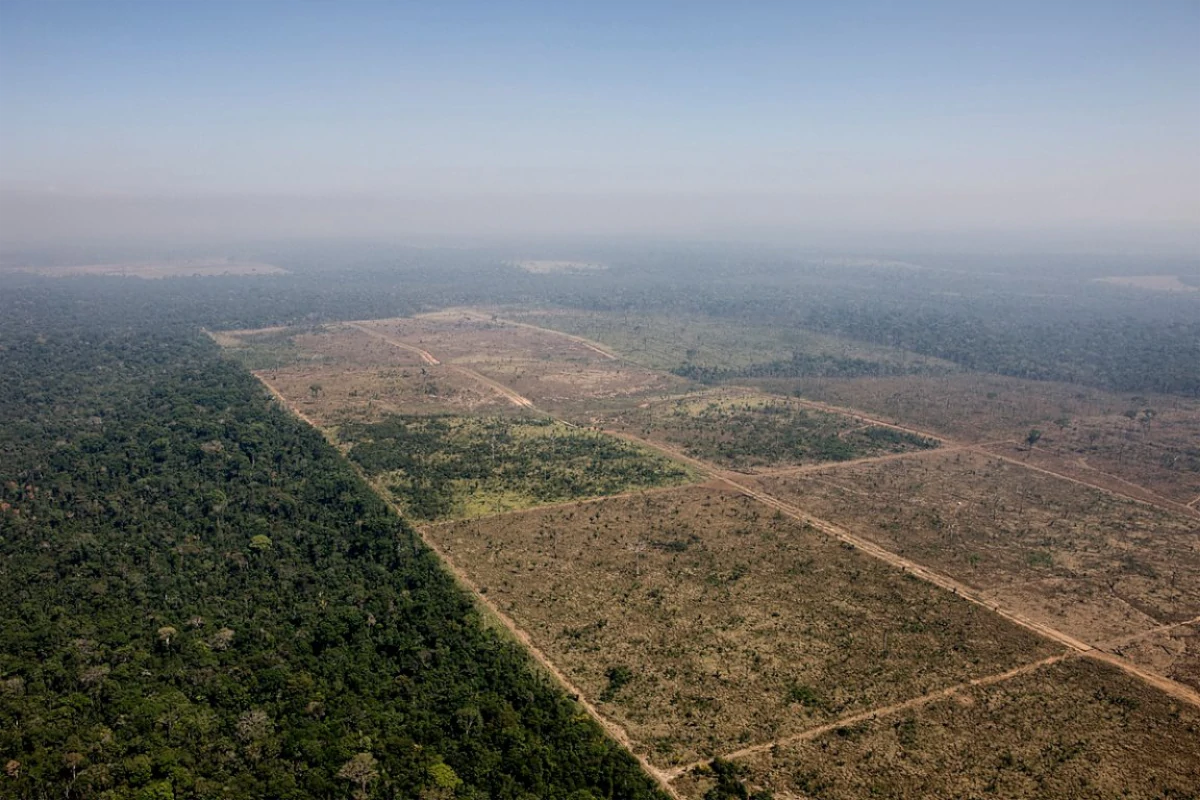 senado-reduz-floresta-do-jamanxim-e-abre-caminho-para-mais-desmatamento-no-para-–-climainfo