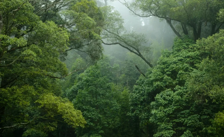 florestas-tropicais-podem-deixar-de-ser-sumidouros-de-carbono-com-el-nino-–-climainfo