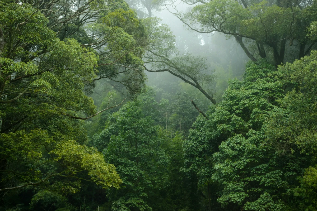 florestas-tropicais-podem-deixar-de-ser-sumidouros-de-carbono-com-el-nino-–-climainfo