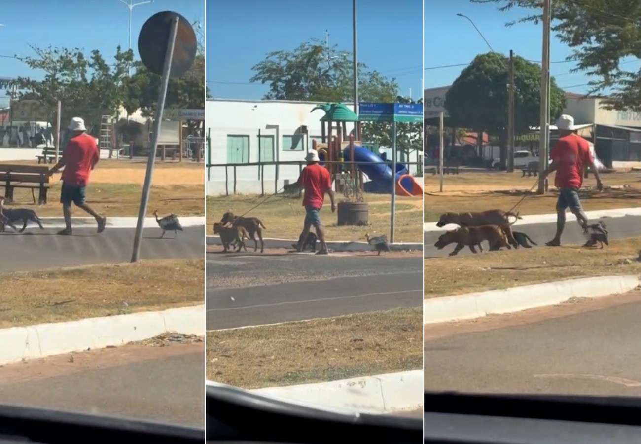 Galinha-d’angola acompanha cães durante passeio e cena chama atenção | G1