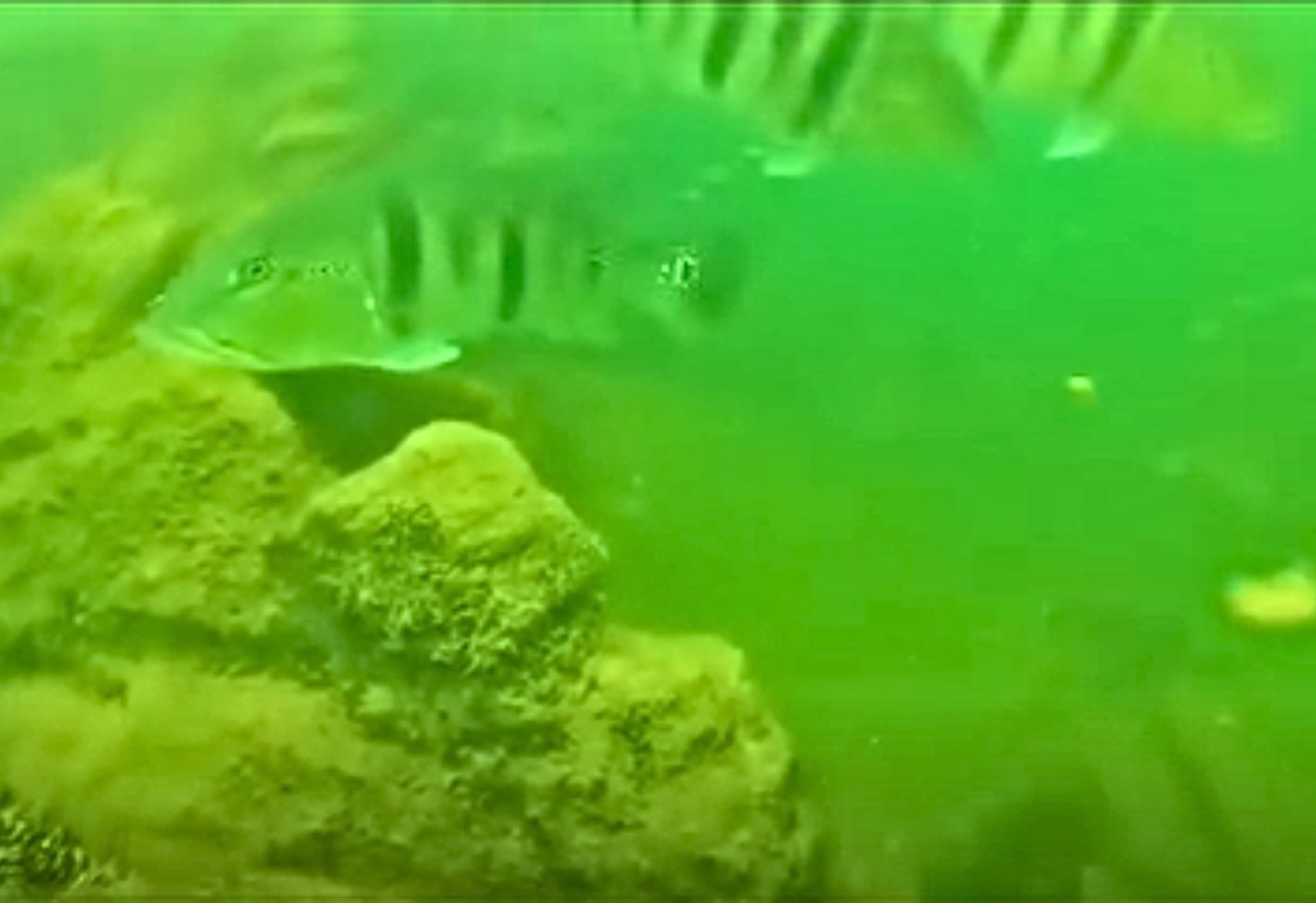 mergulhador-mostra-‘mundo-escondido’-em-lago-de-palmas;-video-|-g1
