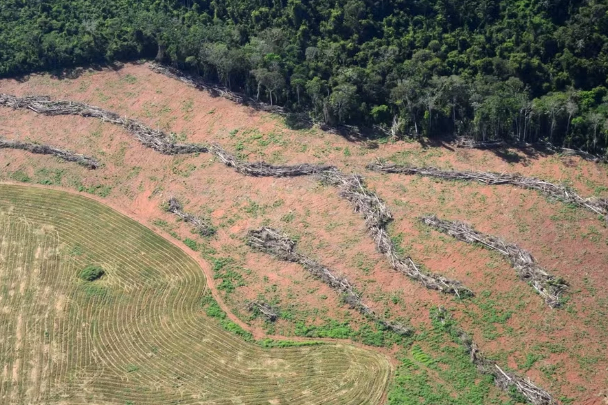 extrema-direita-dos-eua-confirma-tese-de-ambientalistas:-desmatar-da-prejuizo-–-climainfo