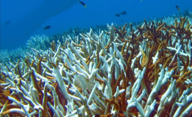 branqueamento-de-corais-seria-impossivel-sem-as-mudancas-climaticas-–-climainfo