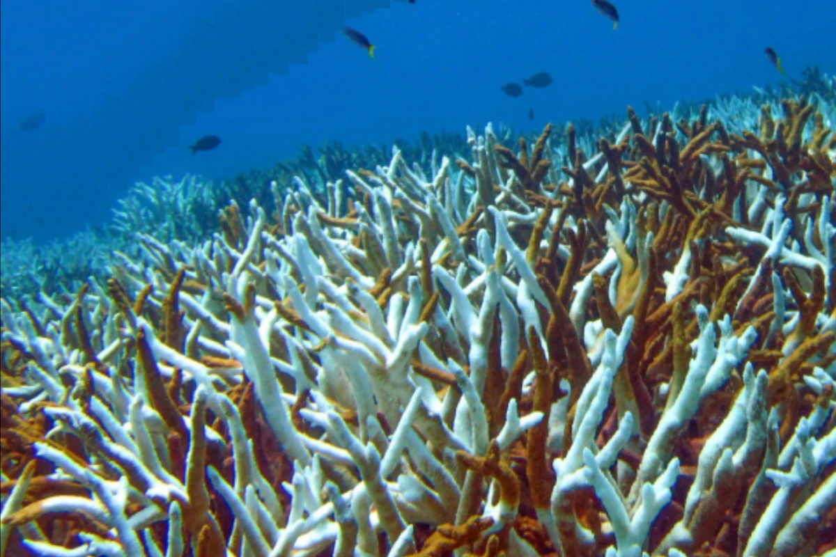 branqueamento-de-corais-seria-impossivel-sem-as-mudancas-climaticas-–-climainfo