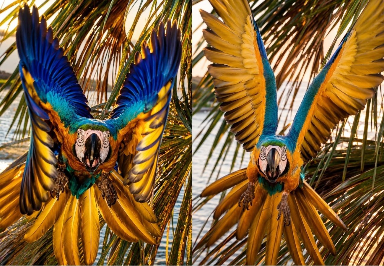 arara-caninde-tenta-espantar-drone-em-voo-majestoso-em-palmas-|-g1