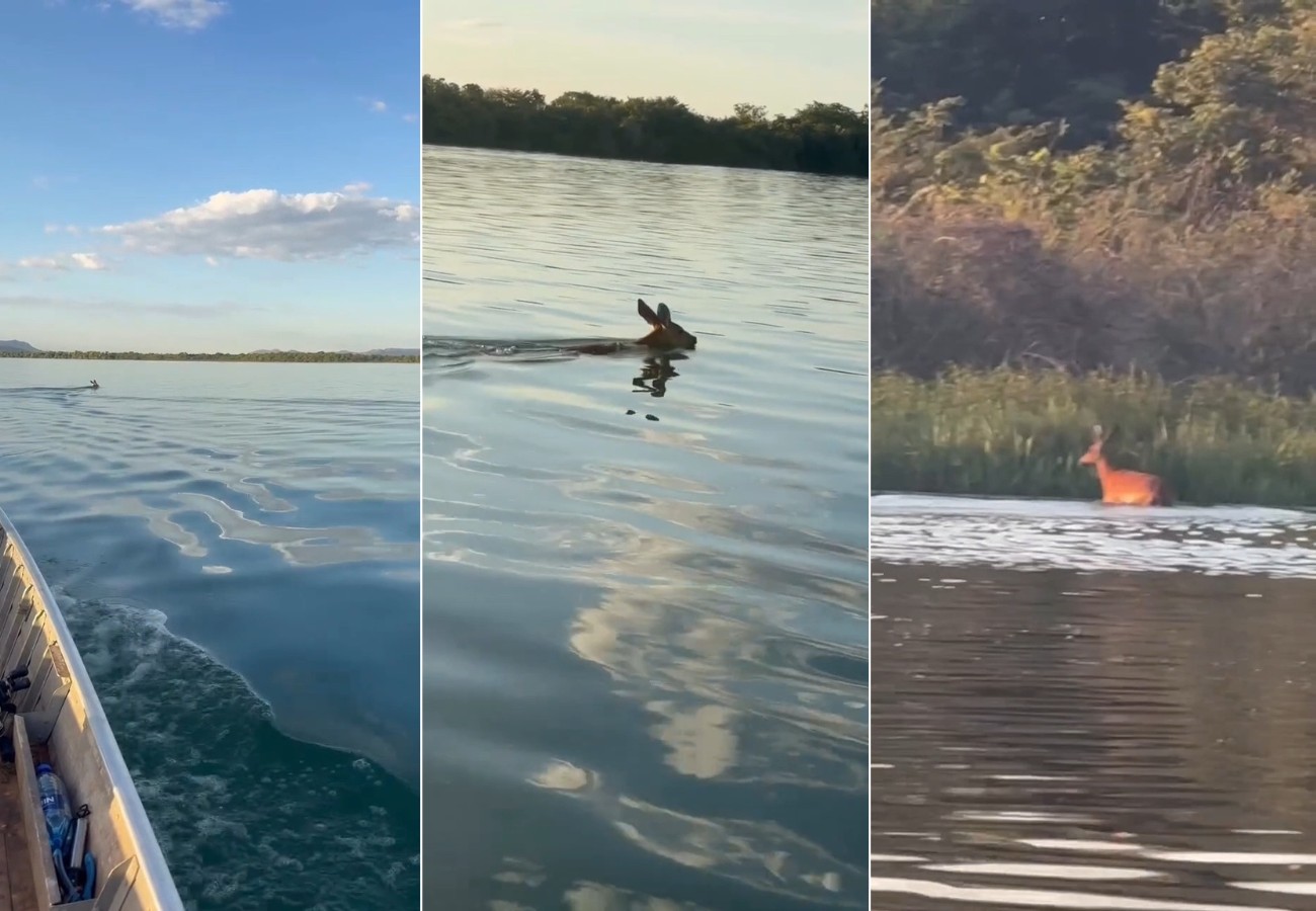 cervo-chama-atencao-de-pescadores-ao-atravessar-rio-tocantins-a-nado-|-g1