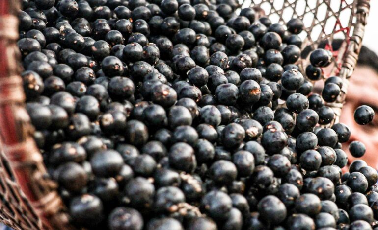 China facilita exportação de polpas e frutas congeladas brasileiras