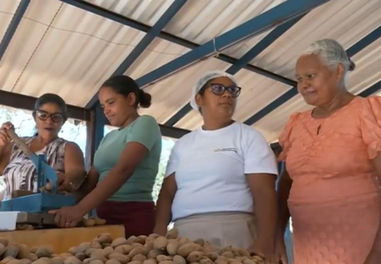 colheita-da-castanha-de-baru-gera-renda-para-mulheres-no-to-|-g1