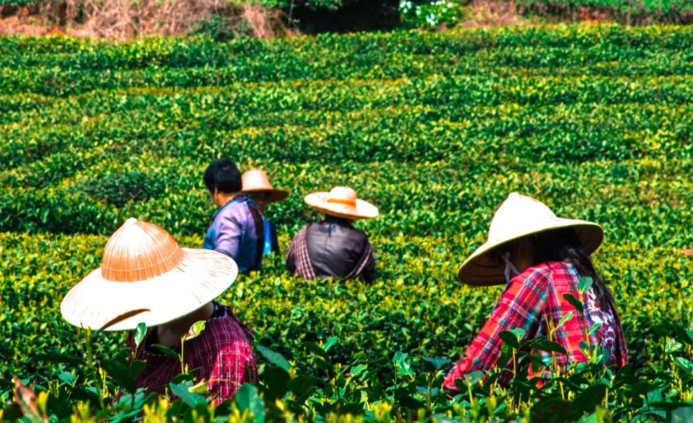 onda-de-calor-ameaca-colheitas-na-china,-que-tambem-sofre-com-temporais-–-climainfo