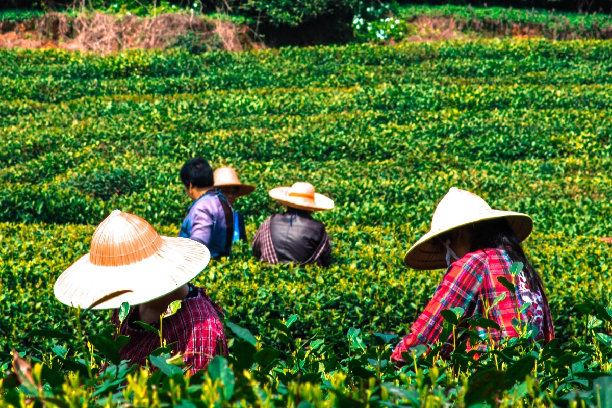 onda-de-calor-ameaca-colheitas-na-china,-que-tambem-sofre-com-temporais-–-climainfo
