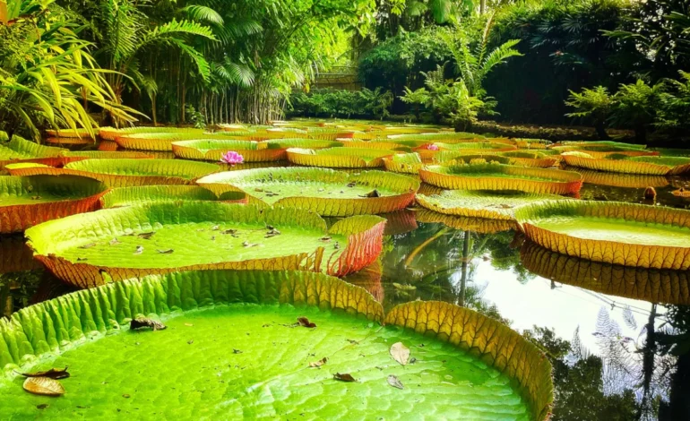 florestas-tropicais-guardam-ate-us$-1,2-tri-em-medicamentos-nao-descobertos-–-climainfo