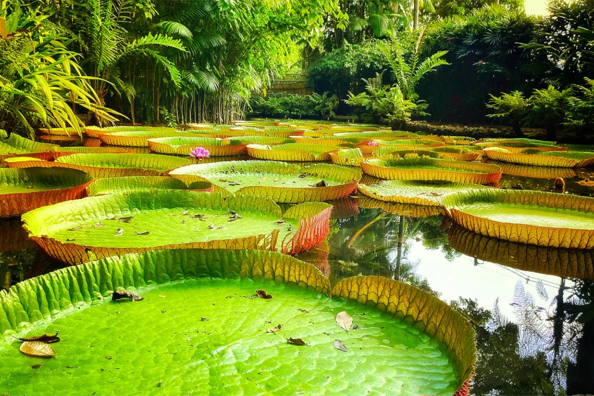 florestas-tropicais-guardam-ate-us$-1,2-tri-em-medicamentos-nao-descobertos-–-climainfo