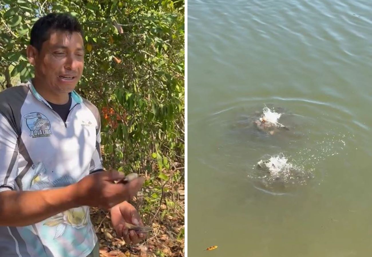 Pescador mostra lago repleto de piranhas e jacaré no TO | G1