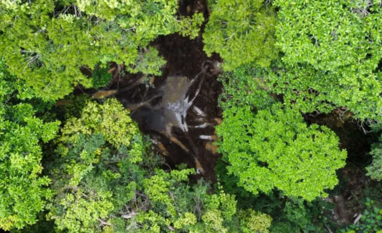 alertas-de-desmatamento-na-amazonia-caem-ao-menor-patamar-da-serie-historica-–-climainfo