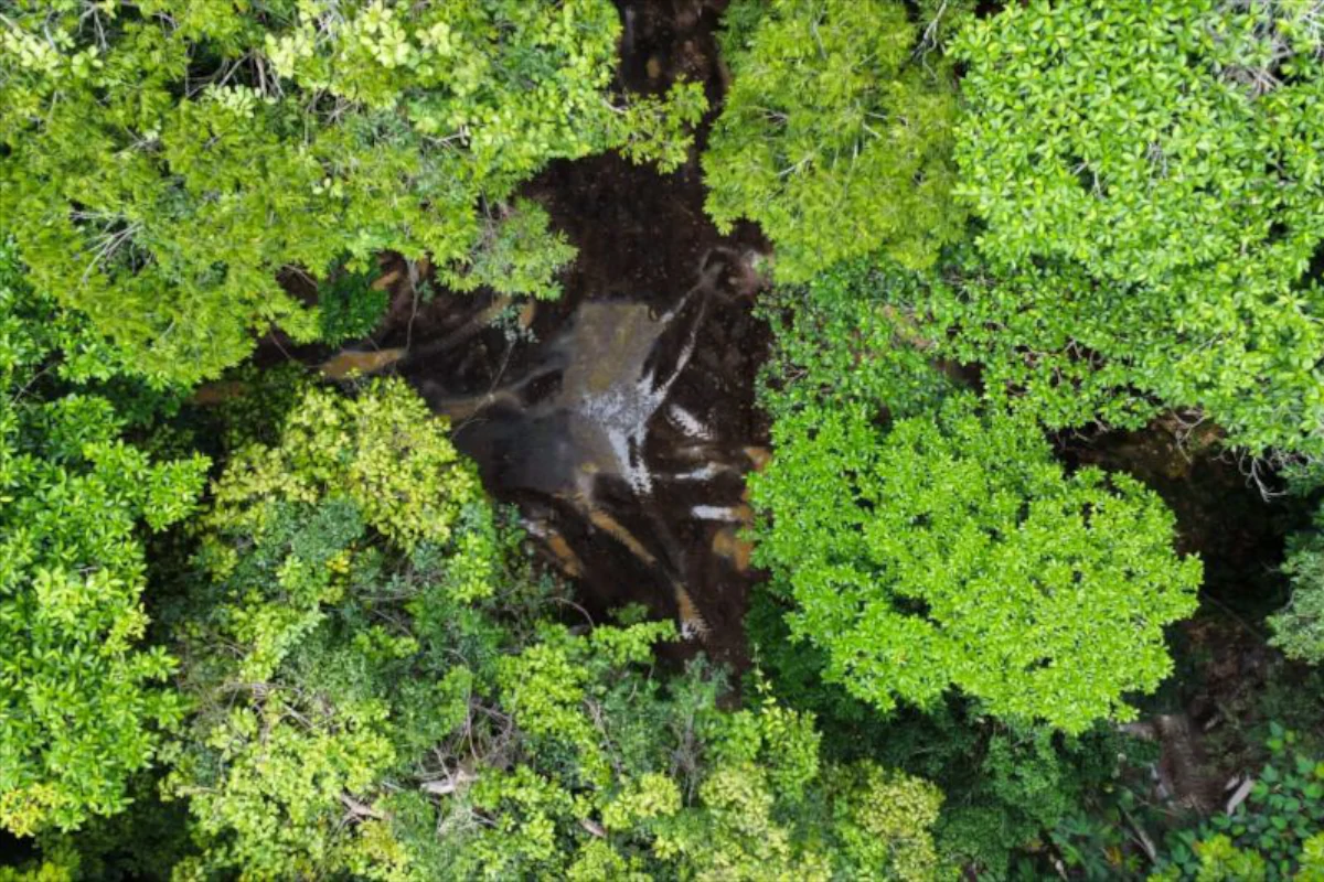 alertas-de-desmatamento-na-amazonia-caem-ao-menor-patamar-da-serie-historica-–-climainfo