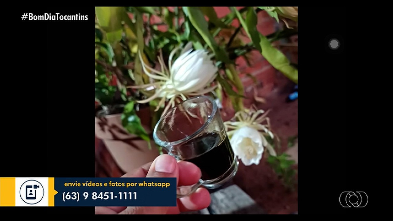 videos:-bom-dia-tocantins,-de-10-de-agosto-de-2026