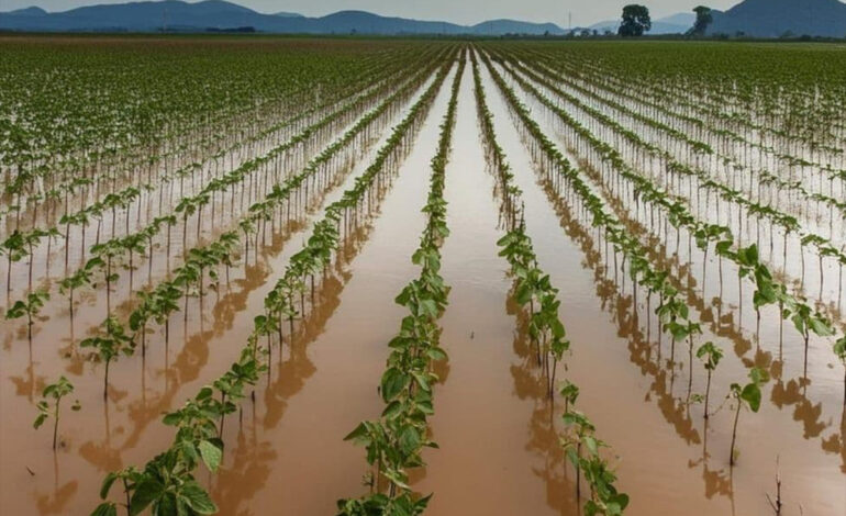 ferramenta-monitora-o-que-governos-estao-fazendo-para-enfrentar-o-el-nino-–-climainfo
