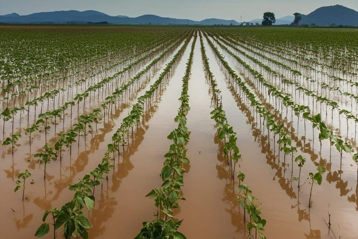 ferramenta-monitora-o-que-governos-estao-fazendo-para-enfrentar-o-el-nino-–-climainfo