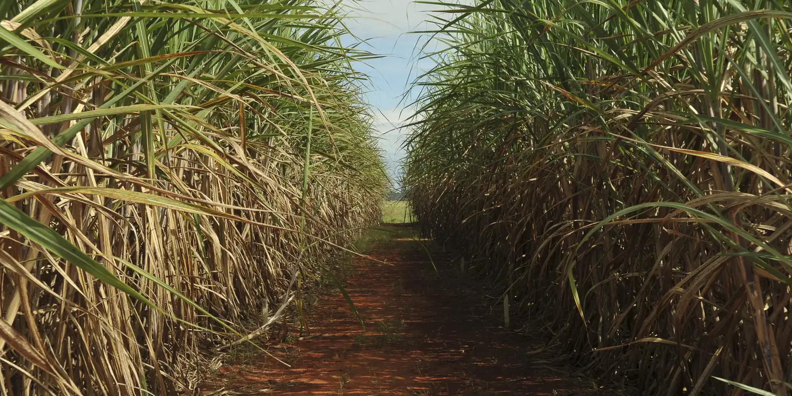 safra-de-cana-de-acucar-deve-crescer-4,7%-em-relacao-ao-ano-de-2025