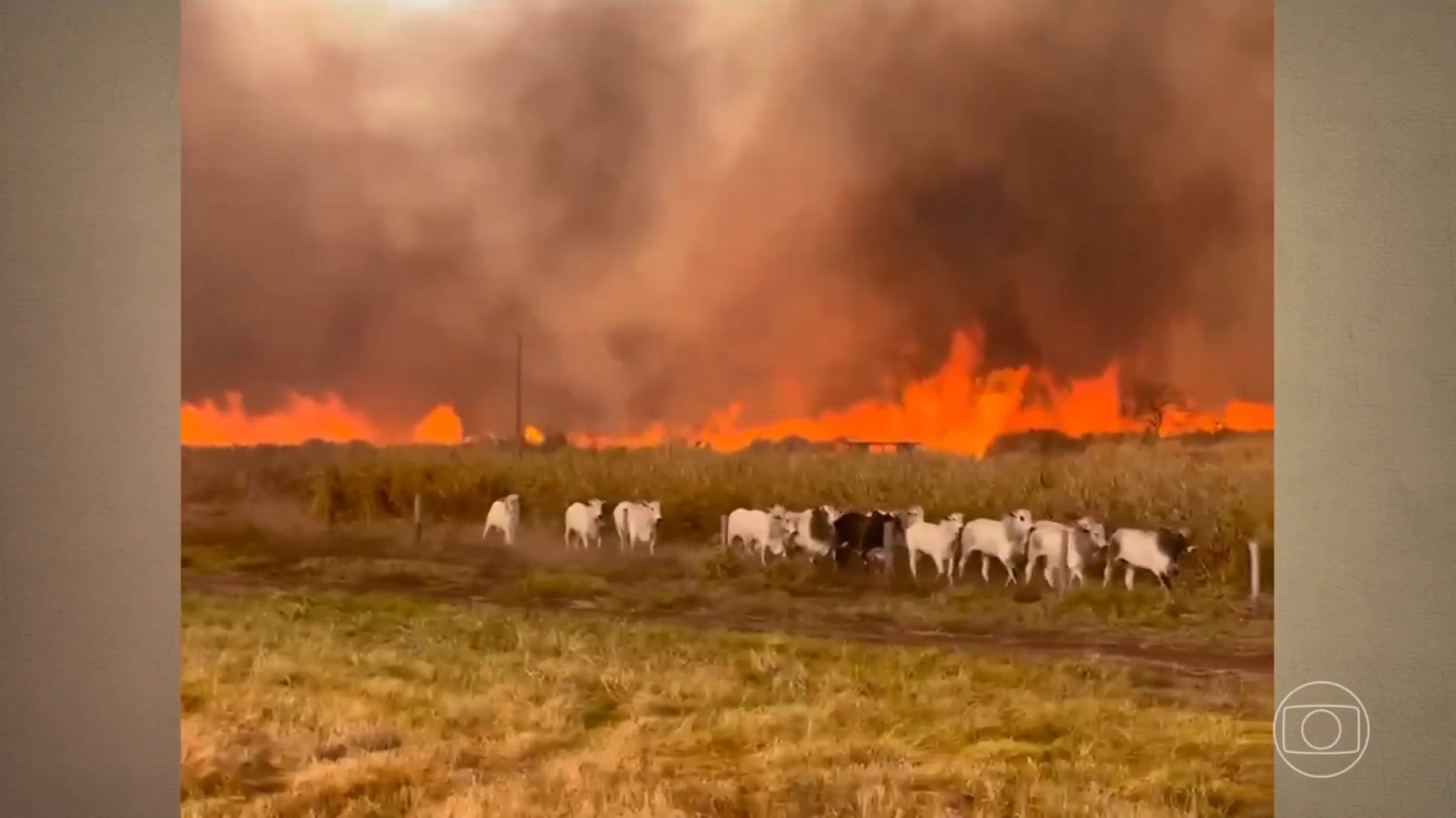 video:-gado-foge-de-incendio-que-atinge-fazendas;-fogo-avanca-por-areas-rurais-de-tres-estados-|-g1