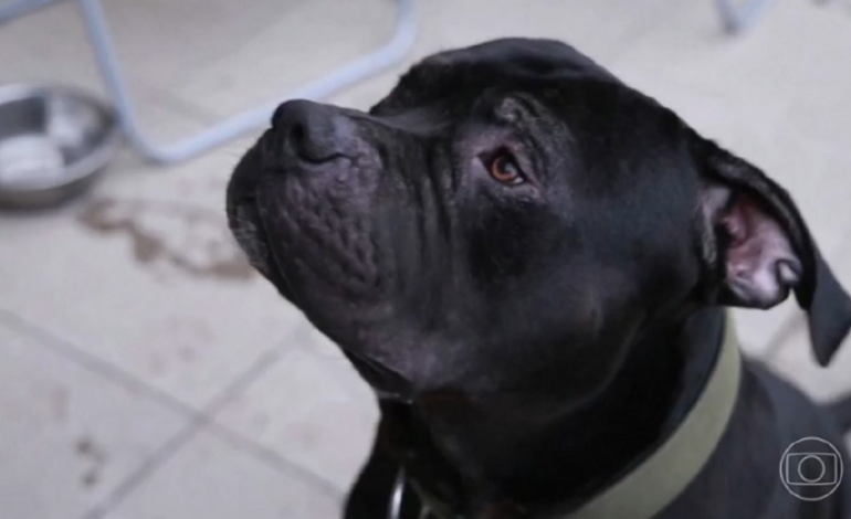 justica-autoriza-criacao-de-cao-da-raca-american-bully-em-condominio-|-g1