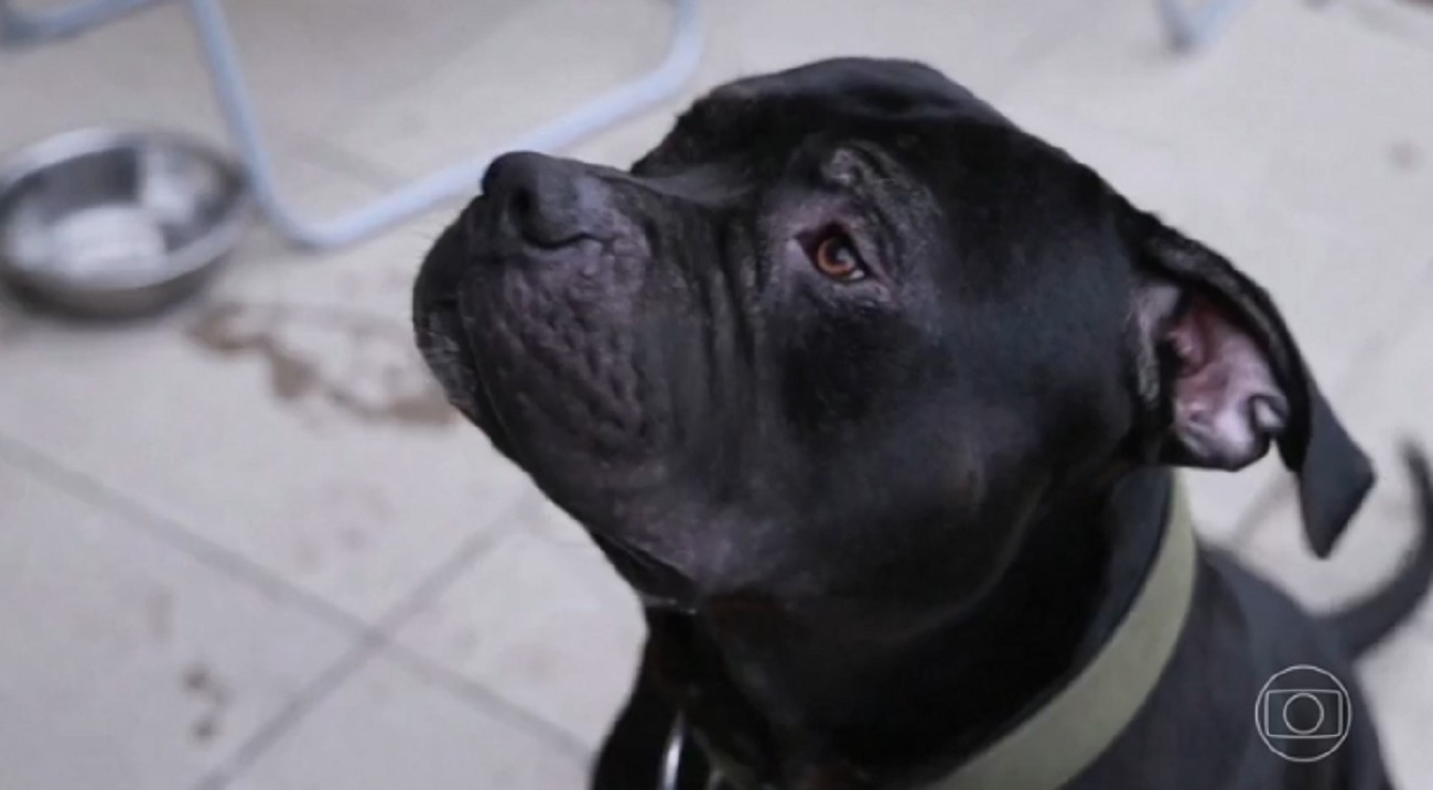 Justiça autoriza criação de cão da raça American Bully em condomínio | G1