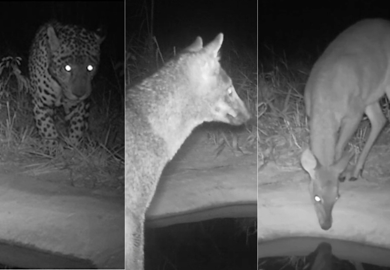 cameras-flagram-lobo-guara-e-onca-pintada-em-bebedouros-no-to-|-g1