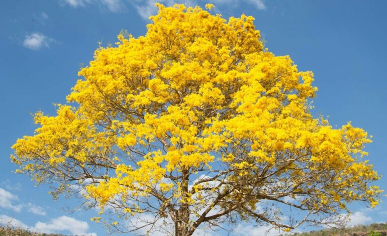 Cerrado do Tocantins floresce em meio à seca e muda paisagem de Palmas | G1