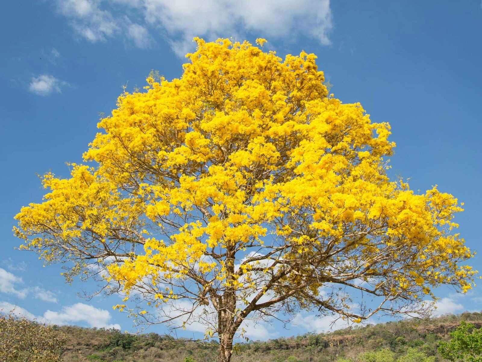 cerrado-do-tocantins-floresce-em-meio-a-seca-e-muda-paisagem-de-palmas-|-g1
