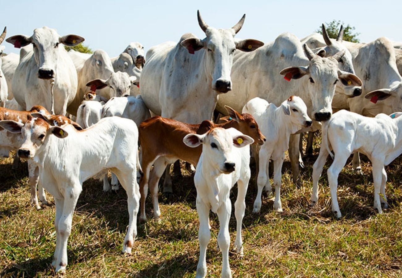 Tocantins tem quase oito cabeças de gado por habitante | G1