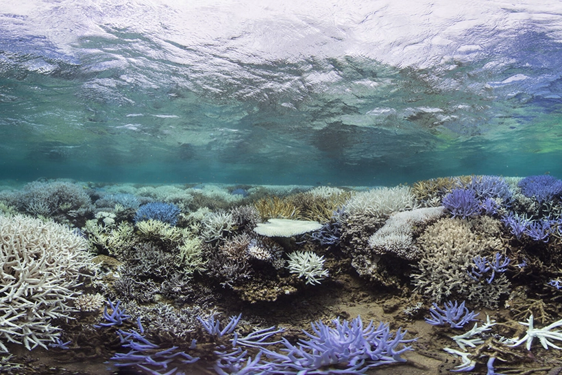 aquecimento-de-oceanos-dificulta-recuperacao-dos-recifes-de-coral-–-climainfo