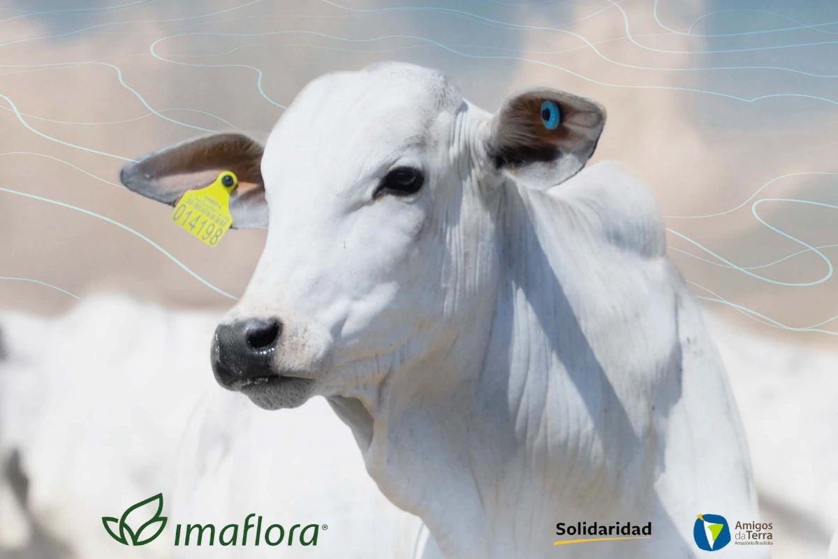 Iniciativas mostram caminhos para uma pecuária inclusiva e sustentável no Brasil – ClimaInfo