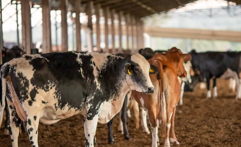 ue-suspende-carnes-do-brasil;-entenda-impacto-e-proximos-passos