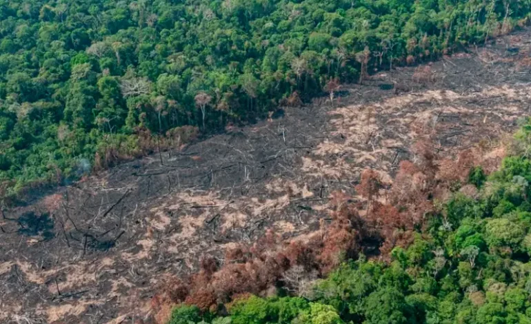 Eleições: PL lidera ranking de candidatos com multas ambientais no IBAMA – ClimaInfo