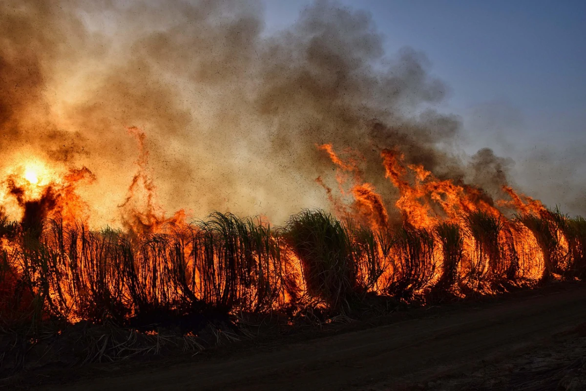fumaca-de-incendios-florestais-indonesios-se-espalha-por-paises-vizinhos-–-climainfo