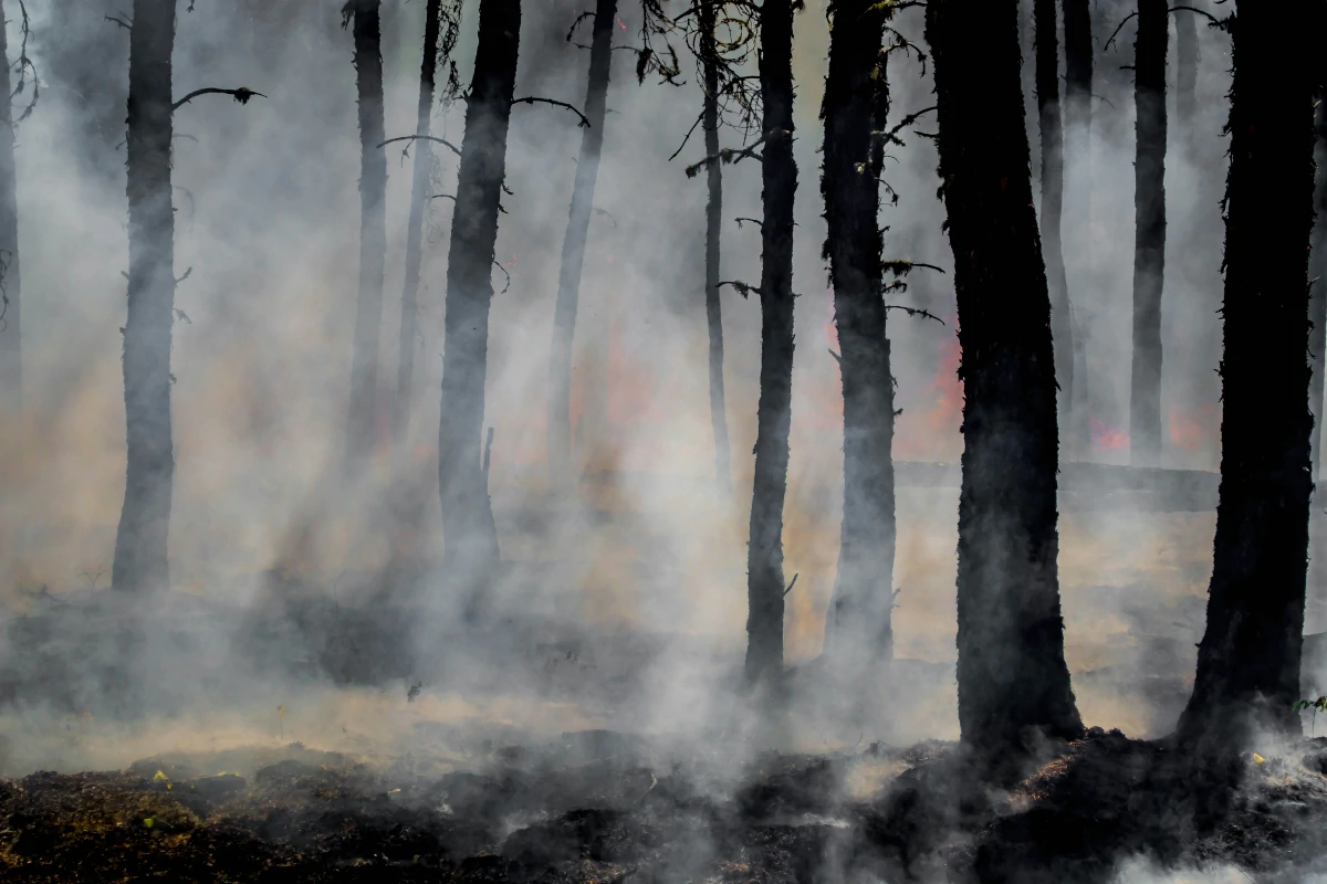 Emissões de incêndios florestais na Indonésia atingem nível mais alto do mundo – ClimaInfo