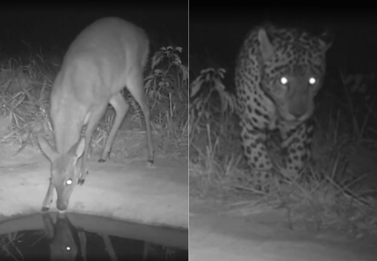 big-brother-cerrado?-bebedouros-ajudam-a-entender-habitos-de-animais-|-g1