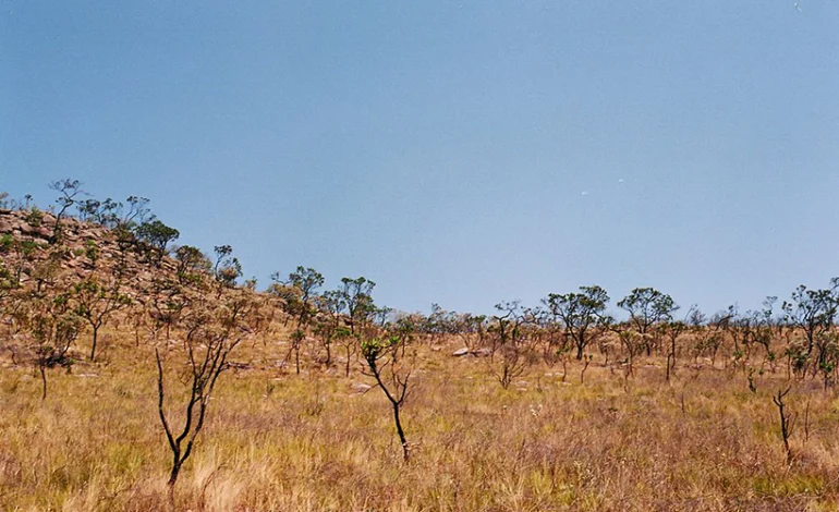 MapBiomas: perda de vegetação secundária no Cerrado aumentou 20% desde 2017 – ClimaInfo