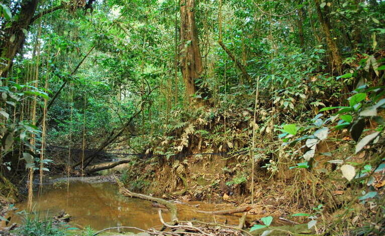 temperatura-maxima-subiu-mais-de-3oc-em-area-preservada-da-amazonia-–-climainfo