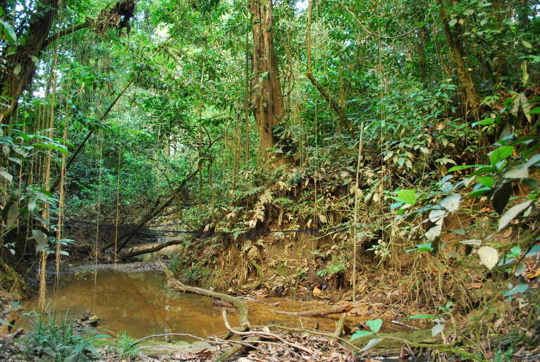 temperatura-maxima-subiu-mais-de-3oc-em-area-preservada-da-amazonia-–-climainfo