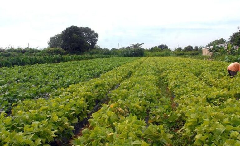 Segurança alimentar e povos indígenas têm R$ 64,3 milhões em crédito
