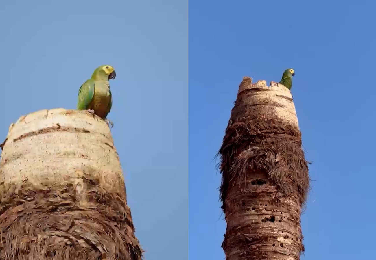 ninho-de-passaro-em-obra-no-to:-video-mostra-ave-com-filhote-|-g1