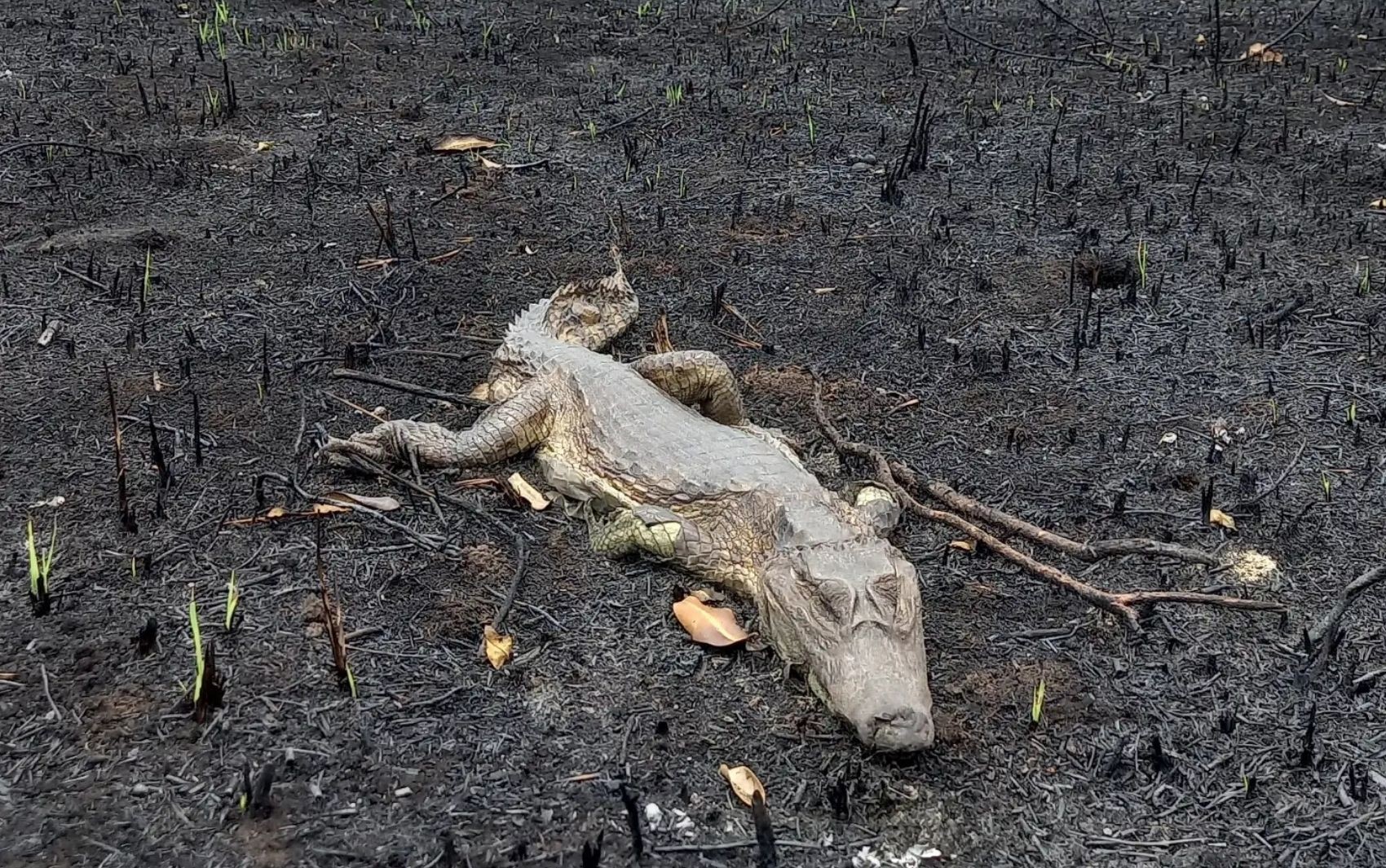 Formoso do Araguaia entra em emergência após fogo destruir aldeia | G1