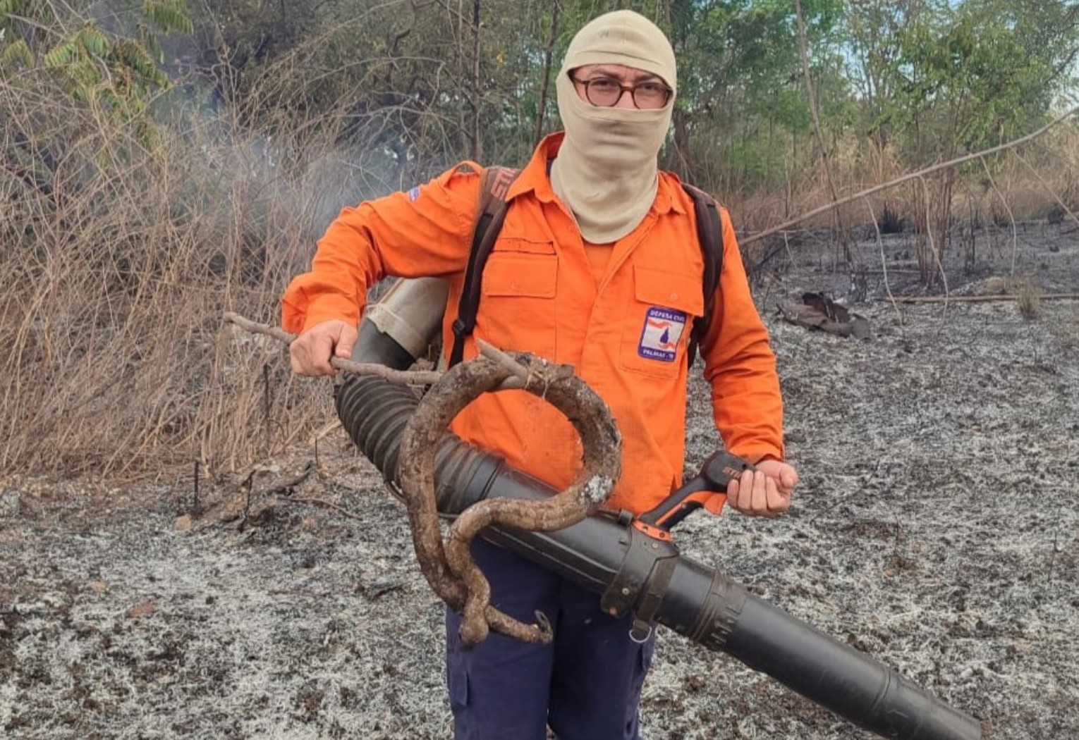 jiboia-e-encontrada-carbonizada-durante-combate-a-incendio-em-palmas-|-g1