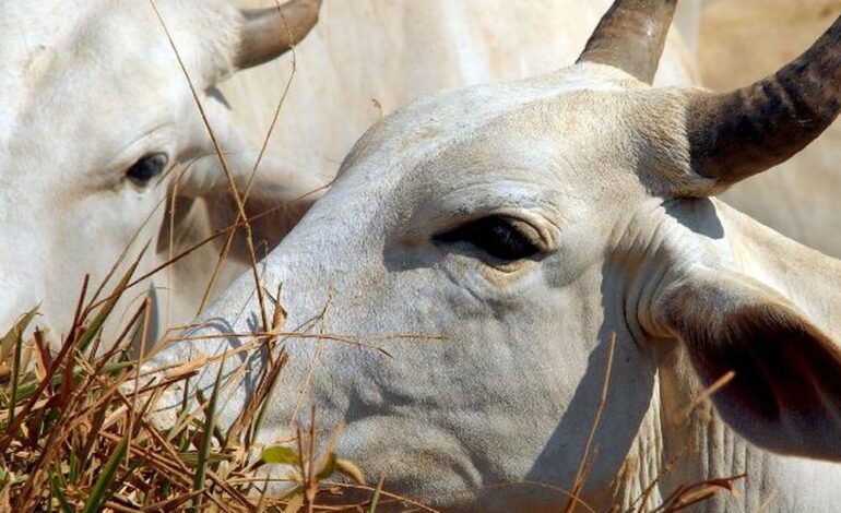 carne-brasileira-vai-pagar-tarifa-de-67%-para-entrar-na-china