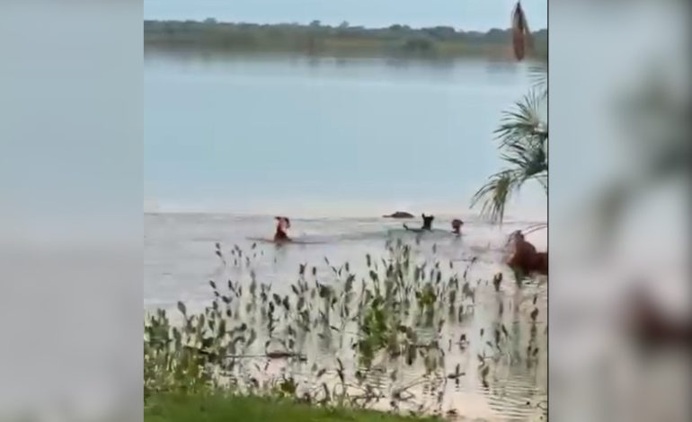 jacare-da-bote-em-cachorro,-que-desaparece-na-agua-de-lago-no-to-|-g1