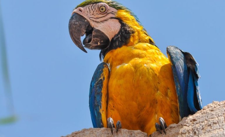 Amarelo, azul e branco: Tocantins é o estado das araras-canindé | G1